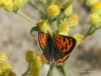 Kleiner Feuerfalter (Lycaena phlaeas)